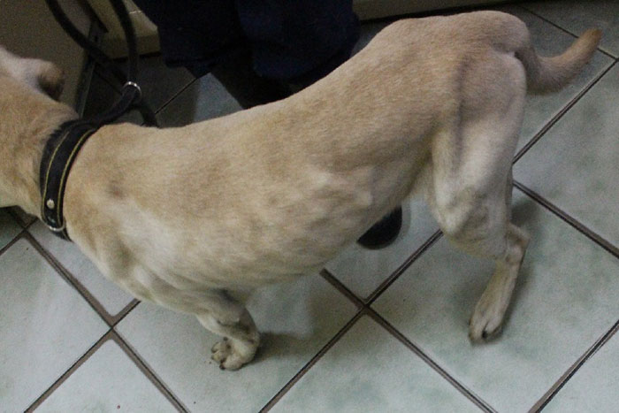 Kacper, labrador do adopcji