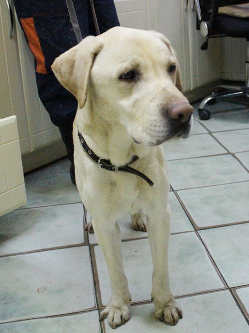 Kacper, labrador do adopcji