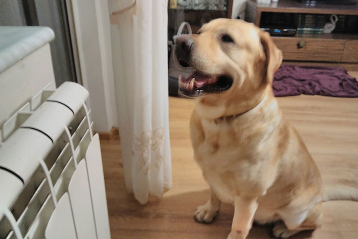 Leon, labrador do adopcji