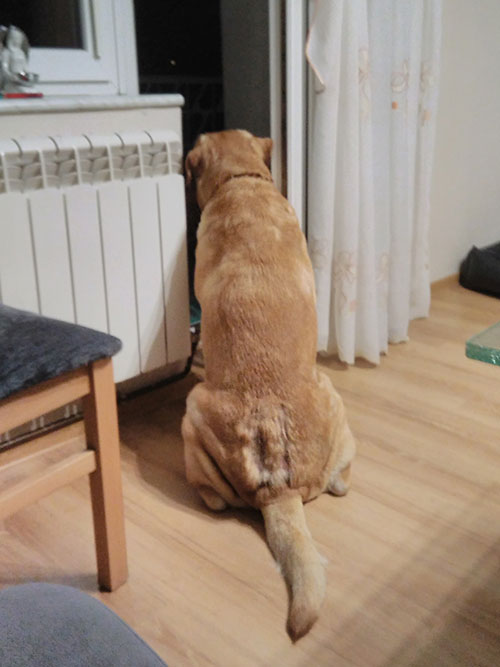 Leon, labrador do adopcji