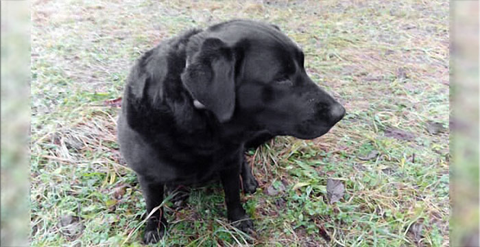Lotta, labradorka do adopcji