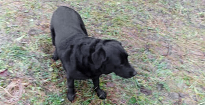Lotta, labradorka do adopcji