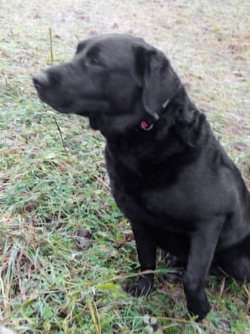 Lotta, labradorka do adopcji