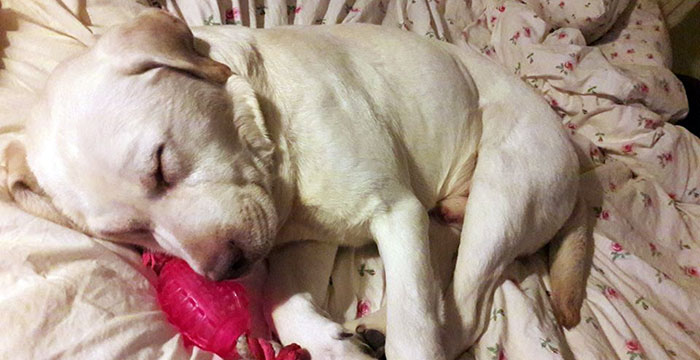 Piorun, labrador do adopcji