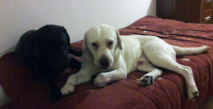 Piorun, labrador do adopcji