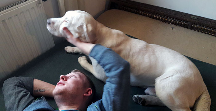 Piorun, labrador do adopcji