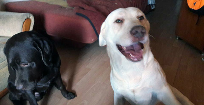 Piorun, labrador do adopcji