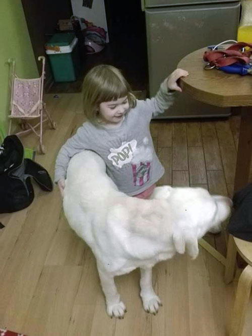Piorun, labrador do adopcji