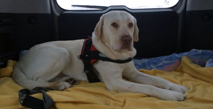 Labrador Piorun