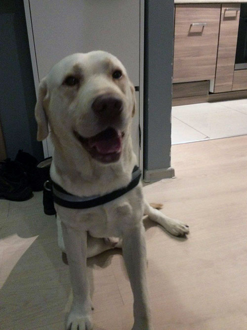 Labrador Piorun