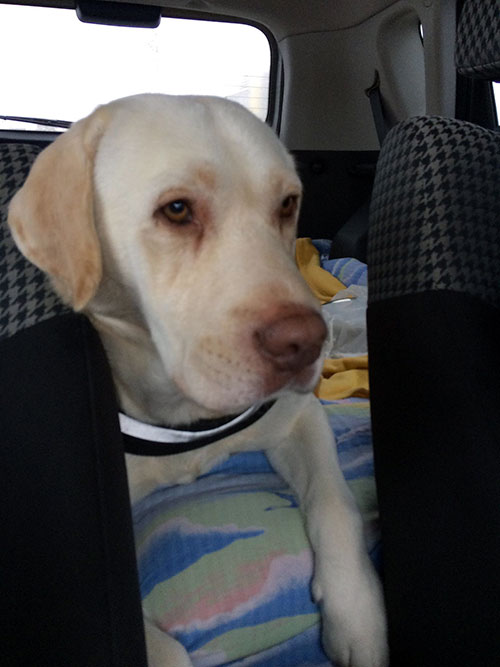 Labrador Piorun
