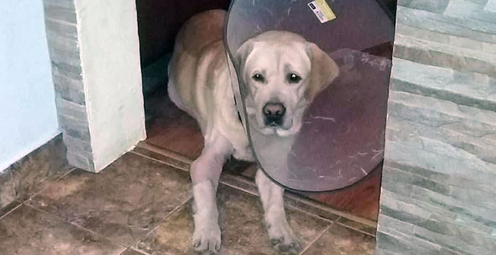 Sali, labrador w potrzebie