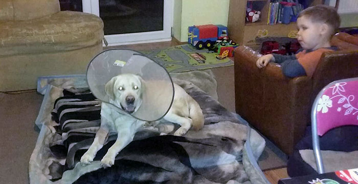 Sali, labrador w potrzebie