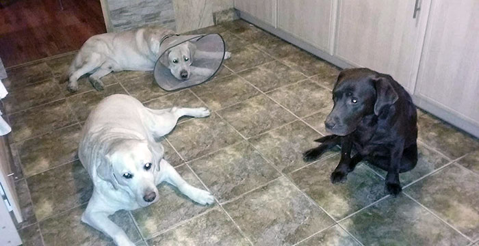 Sali, labrador w potrzebie