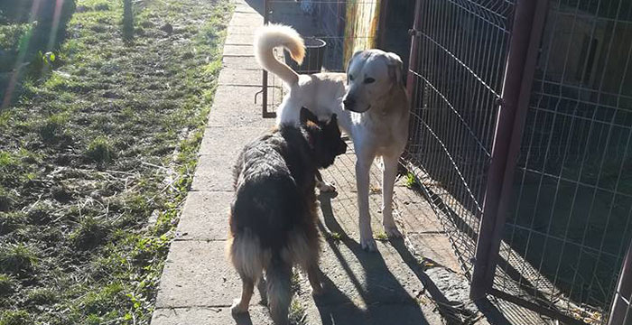 labrador w potrzebie