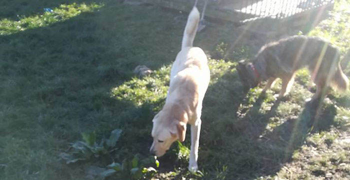 labrador w potrzebie