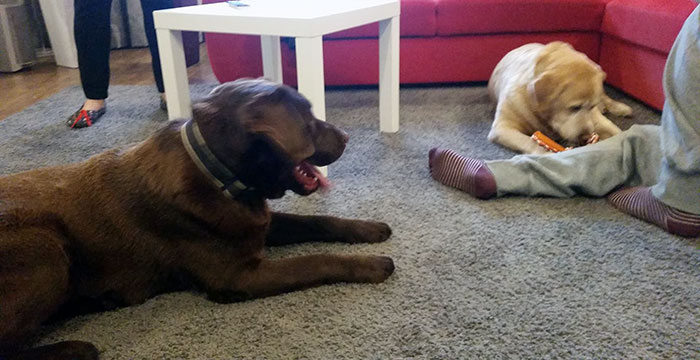 Labrador Fado