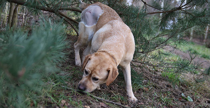 Gildia, labradorka w potrzebie