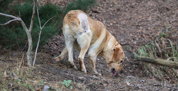 Gildia, labradorka w potrzebie