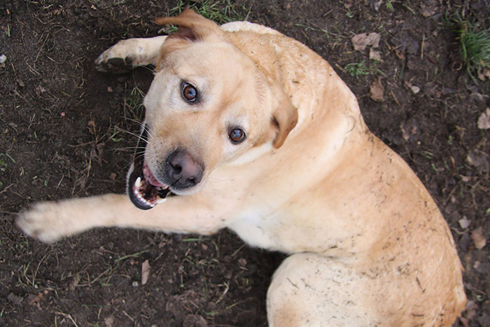 Gildia, labradorka w potrzebie