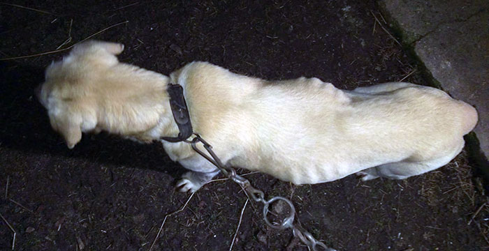 labrador w potrzebie