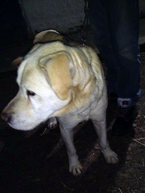 labrador w potrzebie