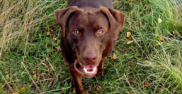 Happy, labrador do adopcji
