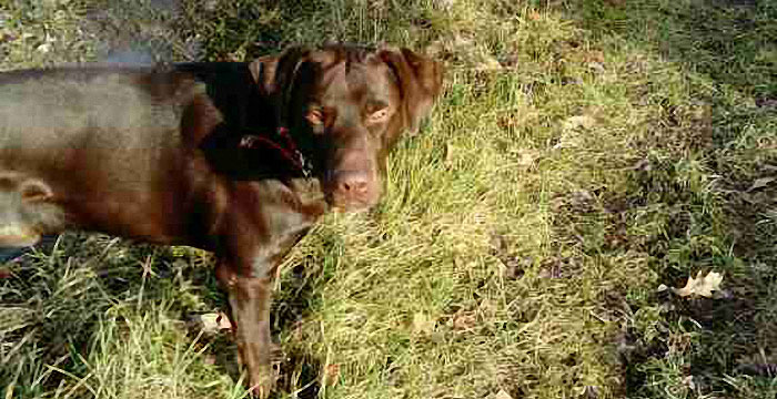 Happy, labrador do adopcji