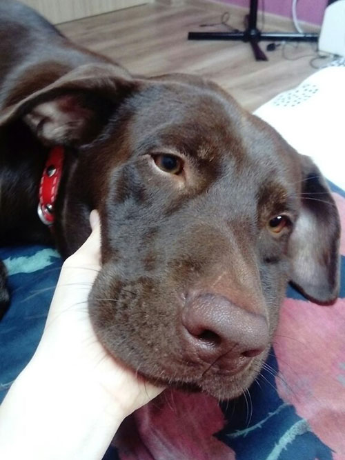 Happy, labrador do adopcji