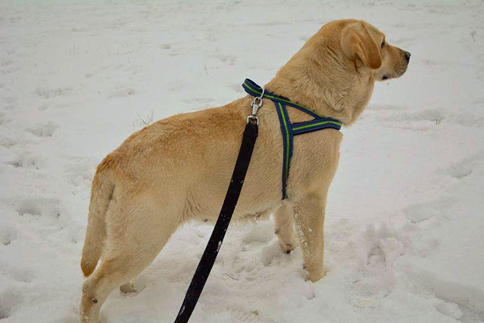 Nel, labradorka do adopcji