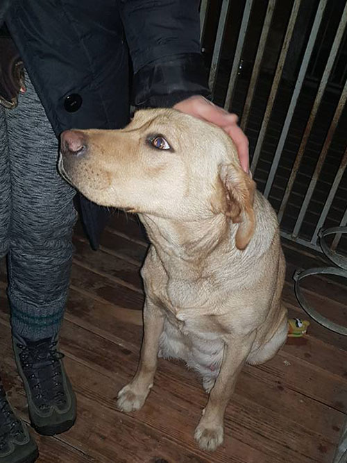 znaleziona labradorka