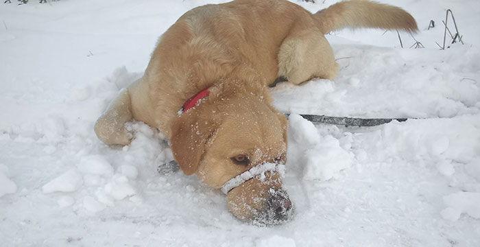 Labrador Sony