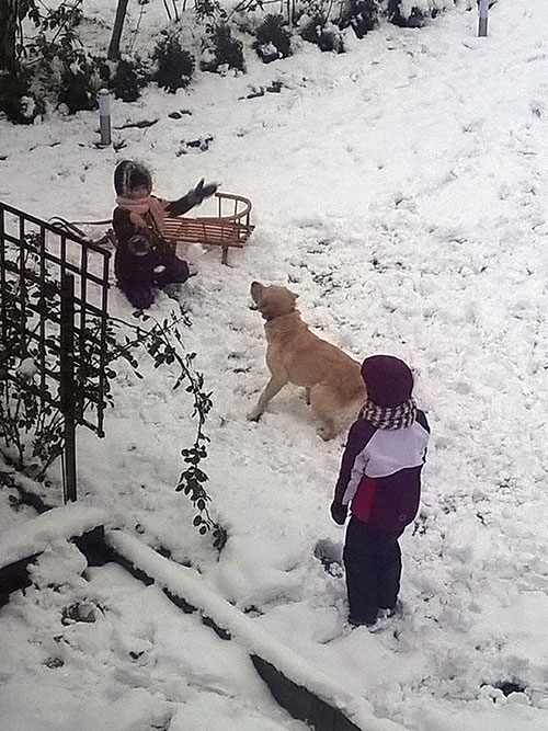 Labrador Sony