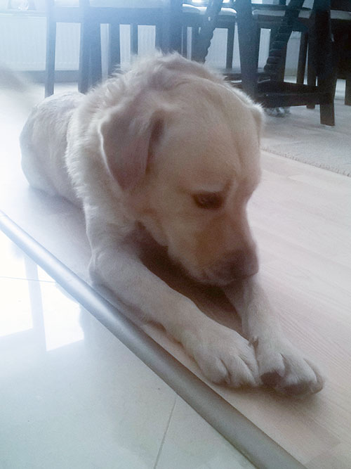 Labrador Sony