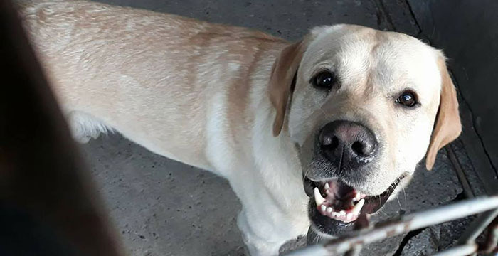 znaleziony labrador