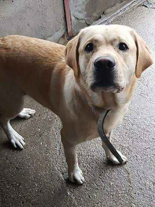 znaleziony labrador