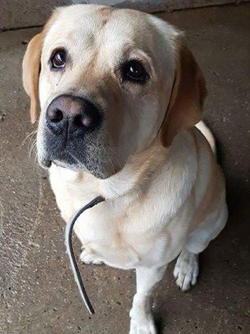 znaleziony labrador