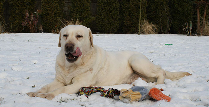 Yumi, labradorka do adopcji 