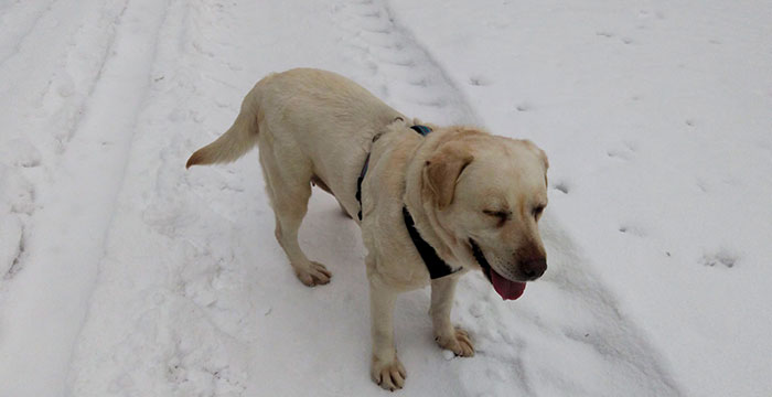 Yumi, labradorka do adopcji 