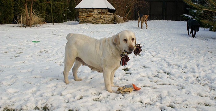 Yumi, labradorka do adopcji 