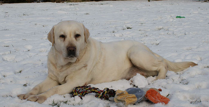 Yumi, labradorka do adopcji 