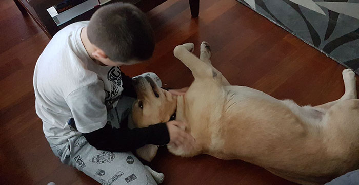 Labrador Diego