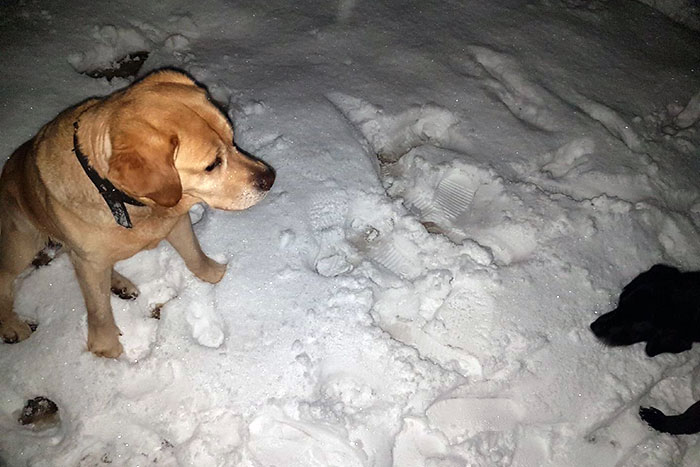 Labrador Diego