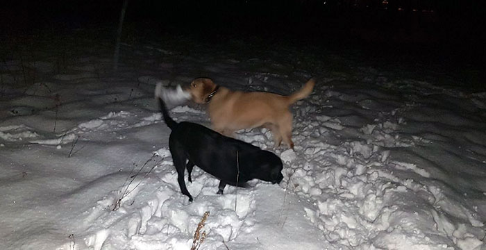 Labrador Diego