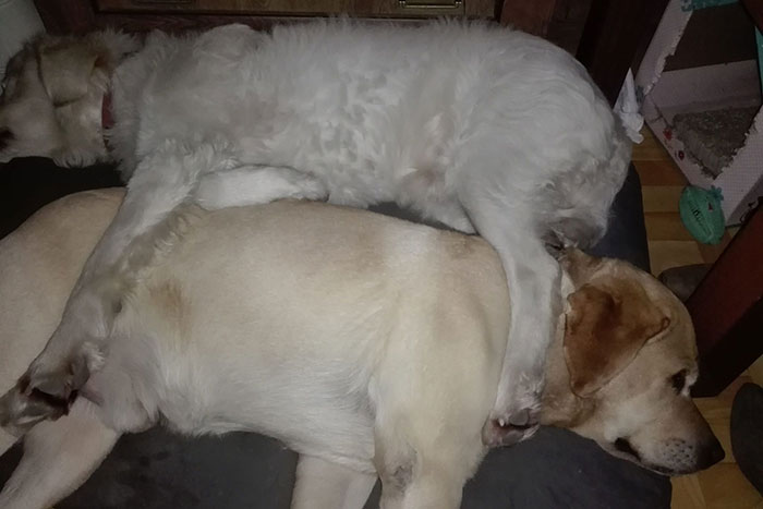 Diego, labrador do adopcji
