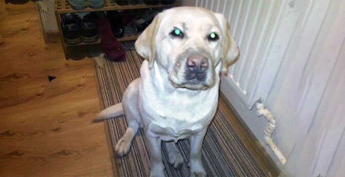 Zaginęła labradorka