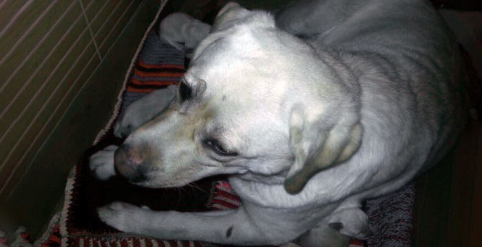 Zaginęła labradorka