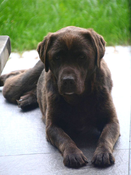 Merry, zaginiona labradorka 