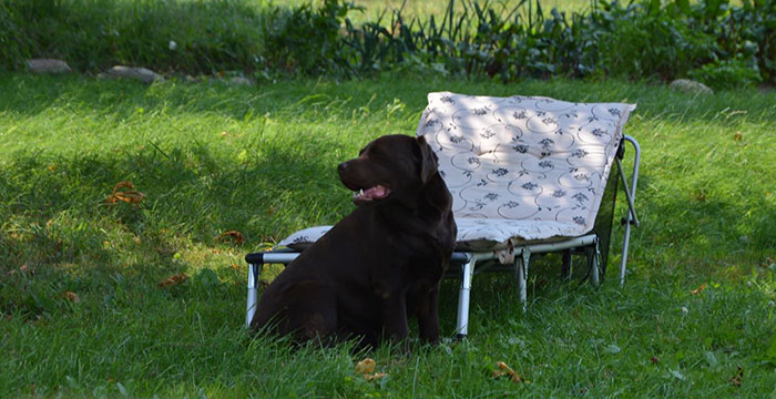Labradorka Merry