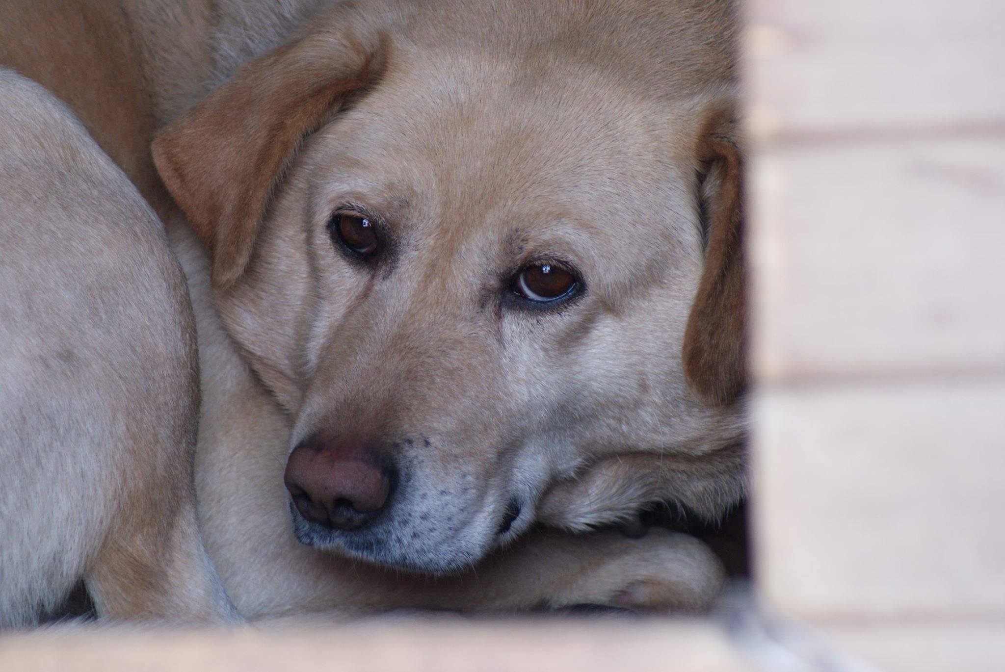 Misiu do adopcji